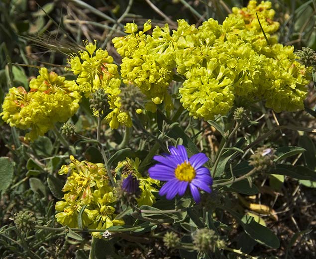 daisy and buckwheat